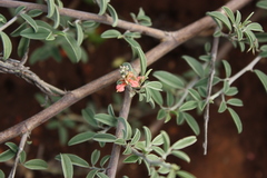 Indigofera oblongifolia
